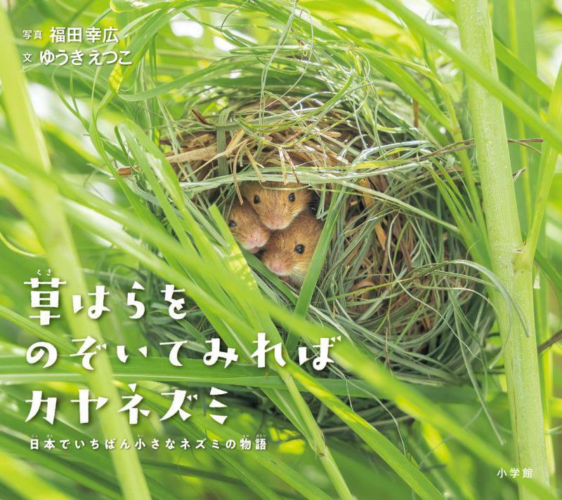 草はらをのぞいてみればカヤネズミ　日本でいちばん小さなネズミの物語　　（小学館の図鑑ＮＥＯの科学絵本）
