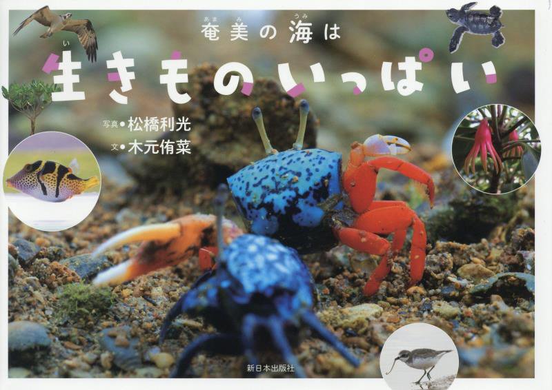 奄美の海は生きものいっぱい　