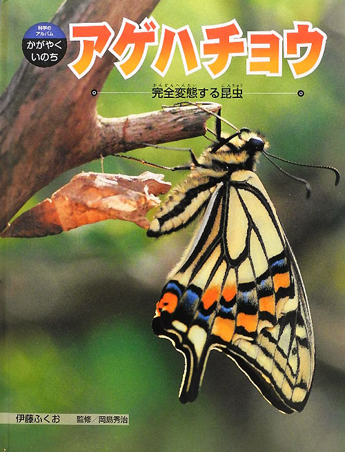 アゲハチョウ　完全変態する昆虫　　（科学のアルバム・かがやくいのち）