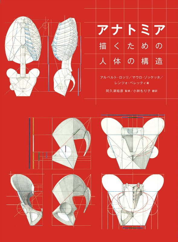 アナトミア描くための人体の構造　